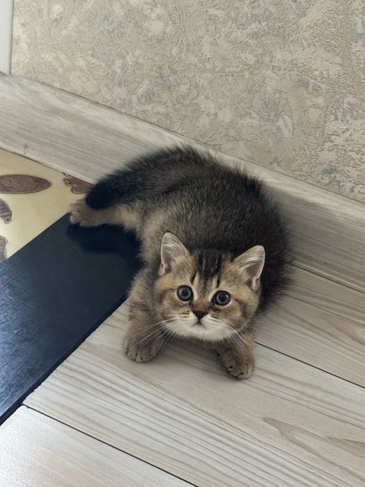 Продается котенок, девочка, почти 2 месяца, смесь шиншилла-скоттиш