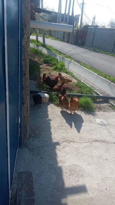 Тауыктары сатылады 17шт