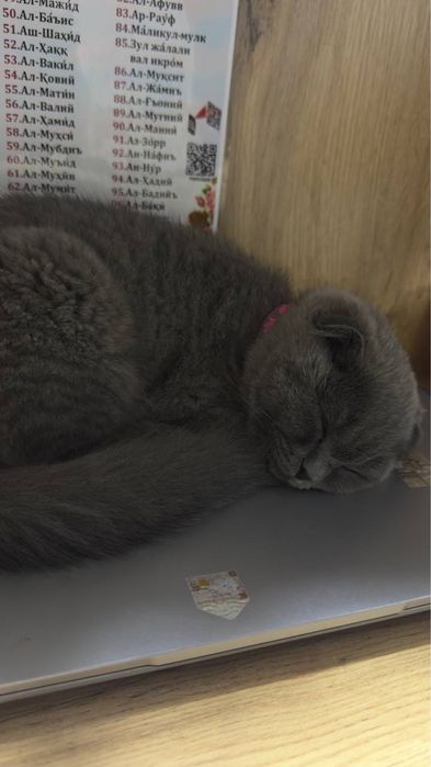 Котенок скотиш фолд