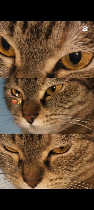 Кошка серая взрослая