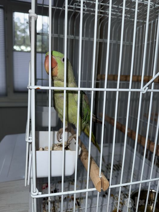 Попугай алексадрийский