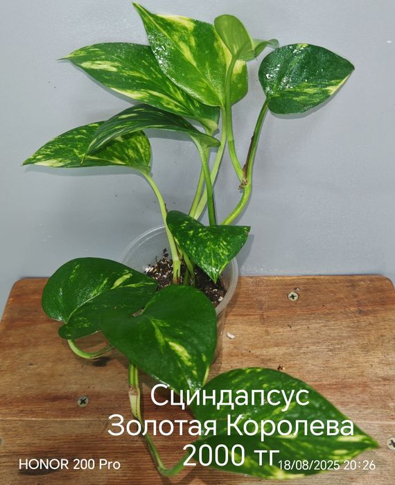 Комнатные цветы.