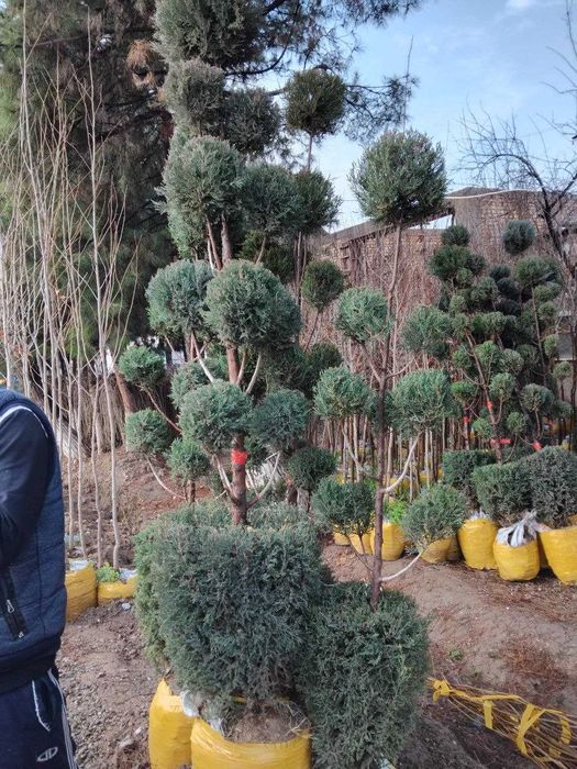 Банзай можжевельник арчалари