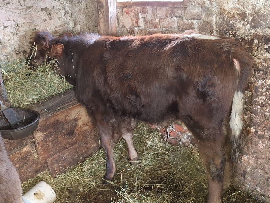 Vând tauras ,din vaca baltata!