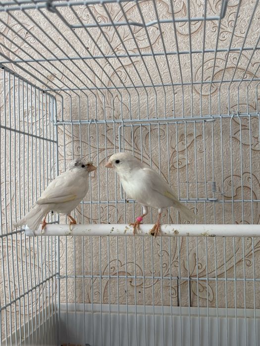 Канарейки разьное