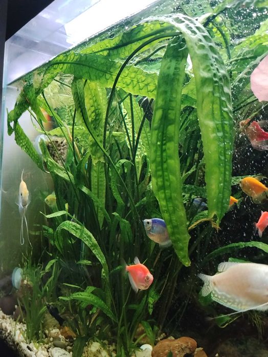 Криптокорина апоногетонолистная