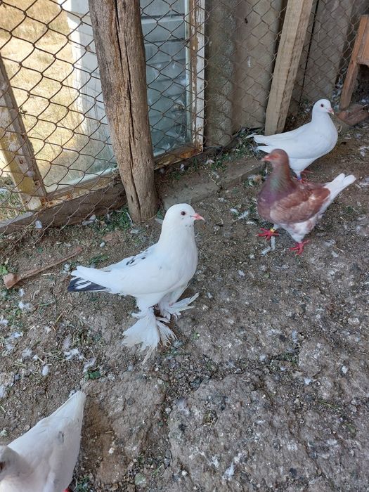 Vind porumbei tineret și maturi