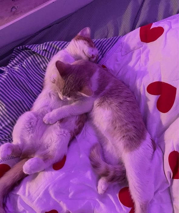 Отдам 2 котенка