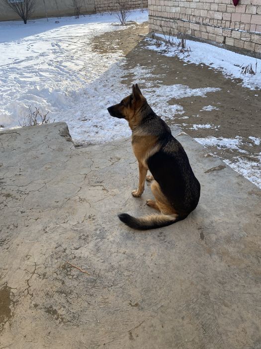 Продаётся Белгийский овчарка