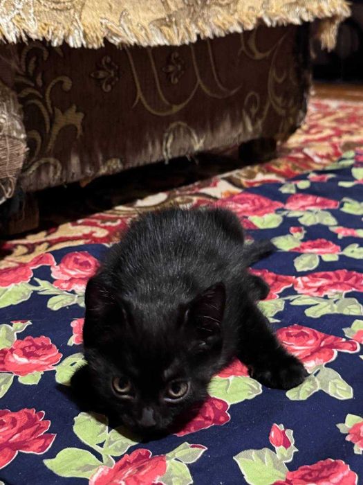Пристраивается котёнок