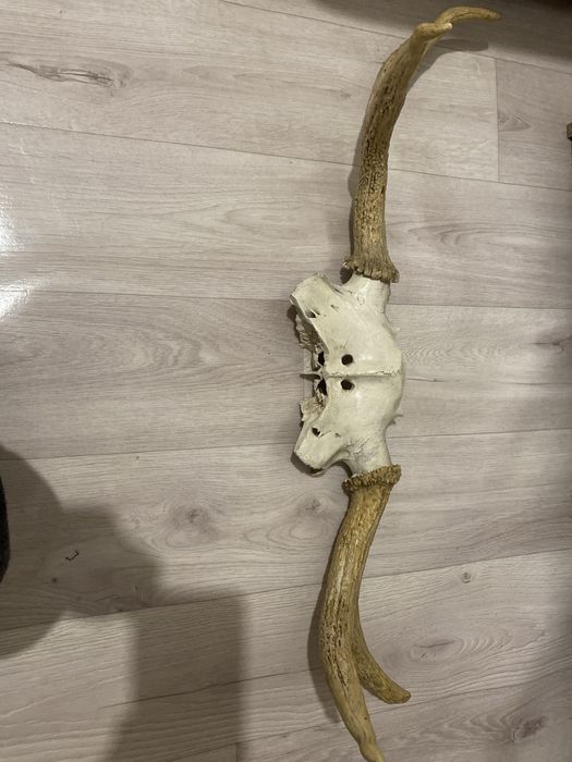 Продам рога оленя