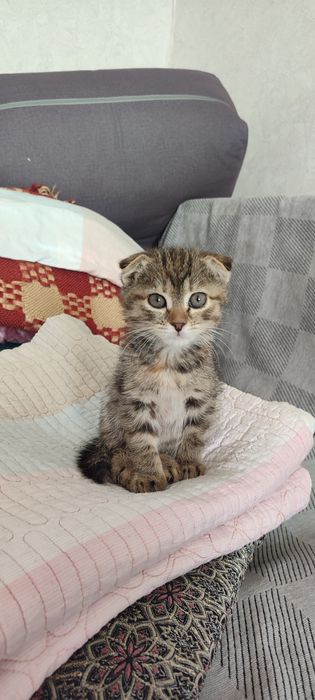 Котик продаю висалуха