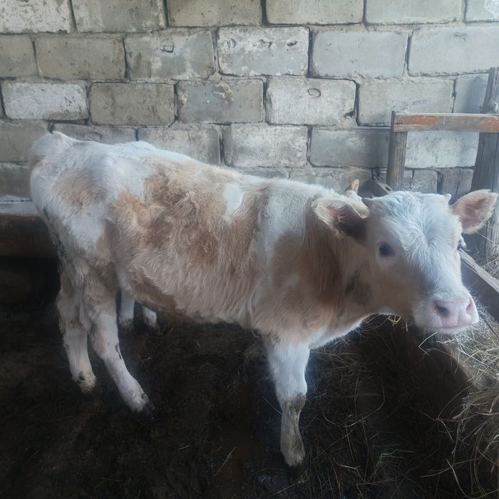 Симментальская корова продаётся