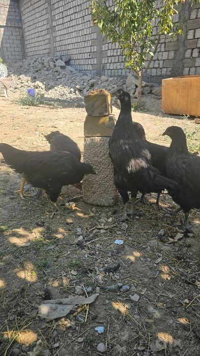 Australorp va Jersi gigant jo'jalari  sotiladi narxi 100 ming so'mdan