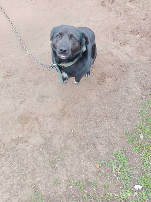 Отдам в добрые руки