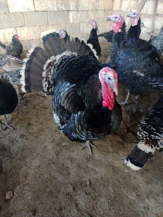 Индюки срочно!!!