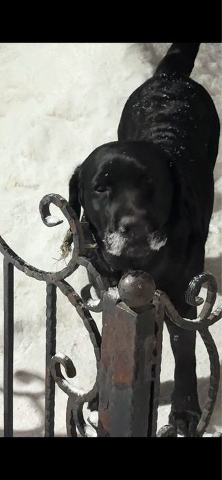 Продам лабродоров мальчик девочка