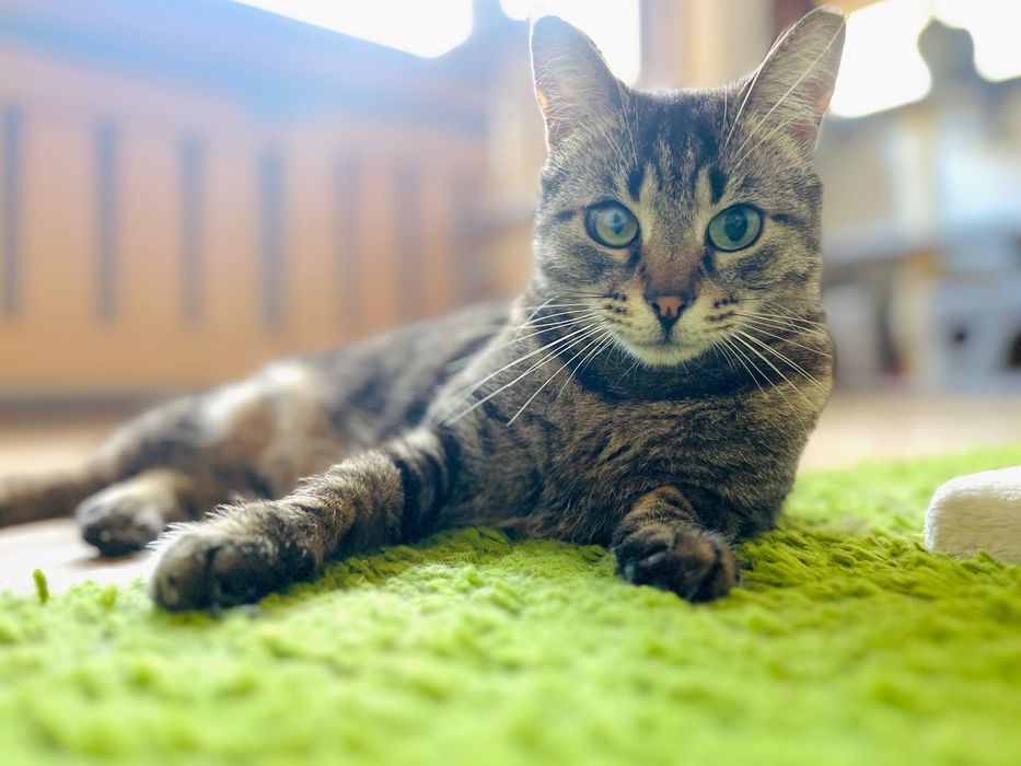 Котета за осиновяване