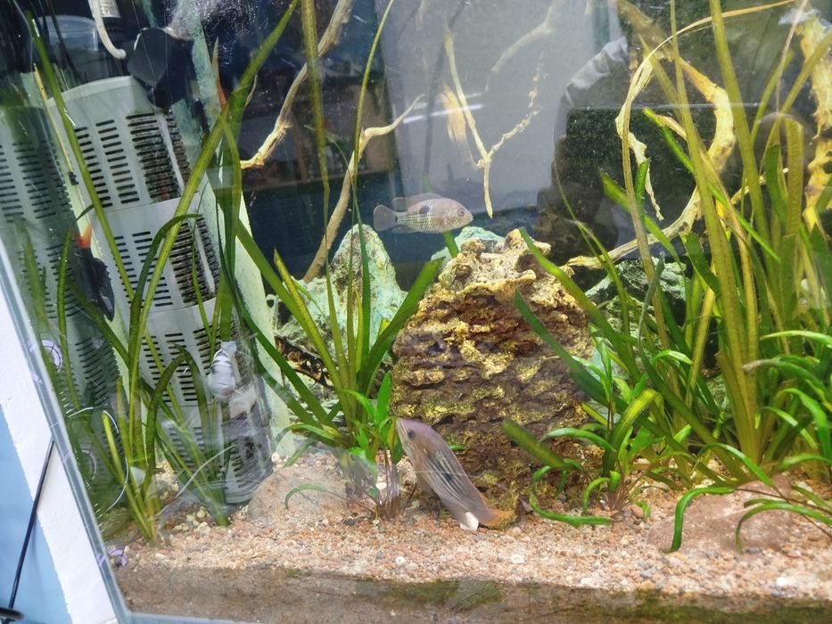 Акары бирюзовые 7-8 см