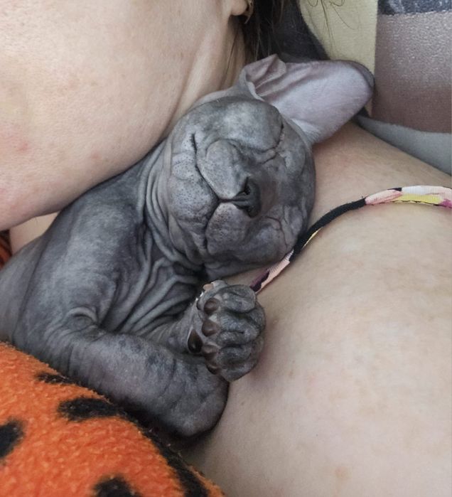 ПРОДАЮ Котенок Сфинкс