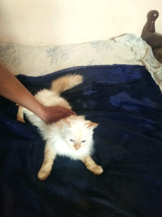 Кошки в добрые руки