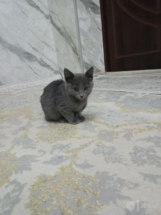 Mushuklar 3-oy ,,,