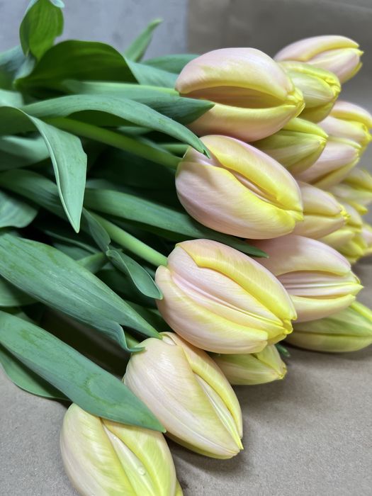 Тюльпаны оптом к 8 марта