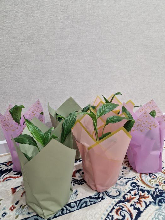 Продам цветы Женское счастье(спатифиллум)