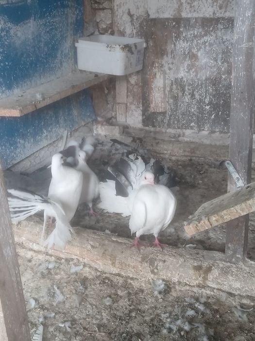 Porumbei Înfoiați de vinzare