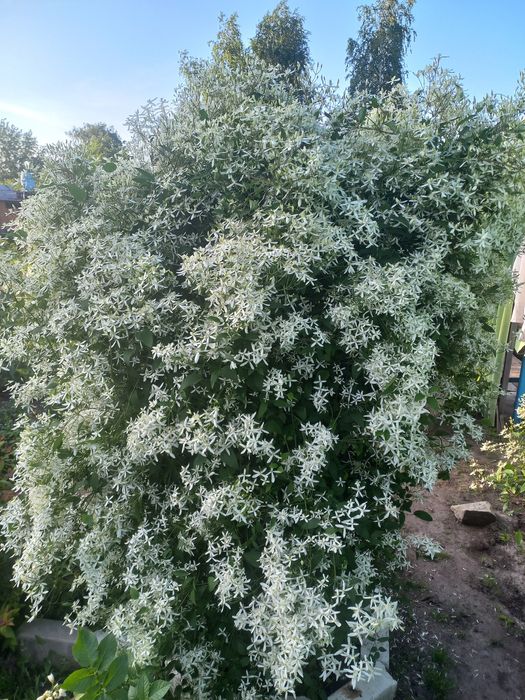 Продам клематис белое облако
