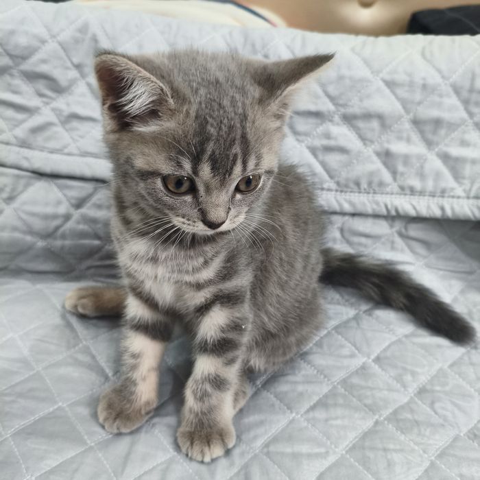 Котята породистые