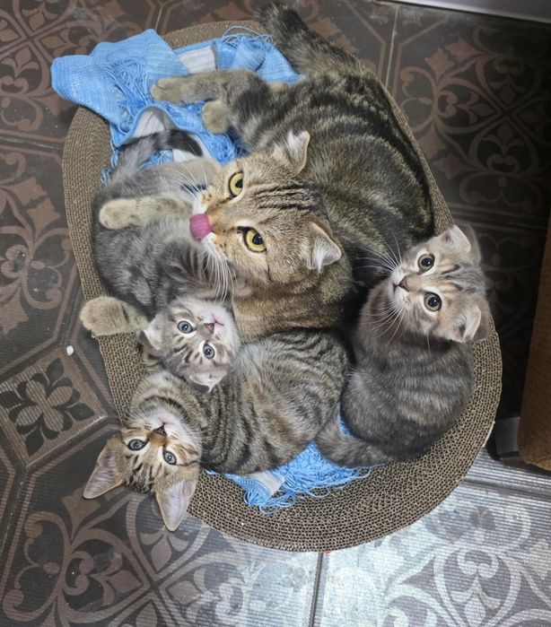 Продам котят шотландских.