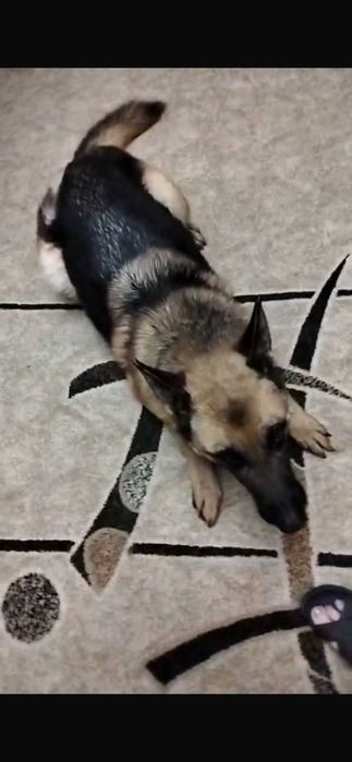 Поиск Собака Овчарка