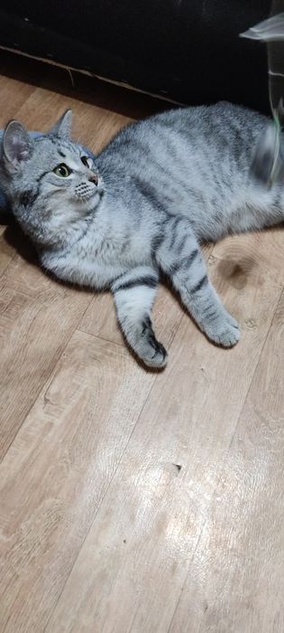 Котёнок ищет дом.