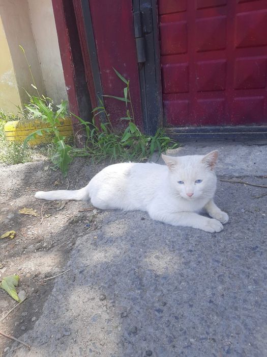 Отдадим в добрые руки
