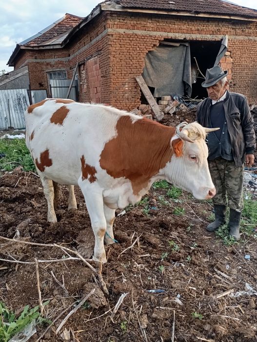 De vânzare o vaca