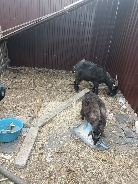 Продам коз с козлятами