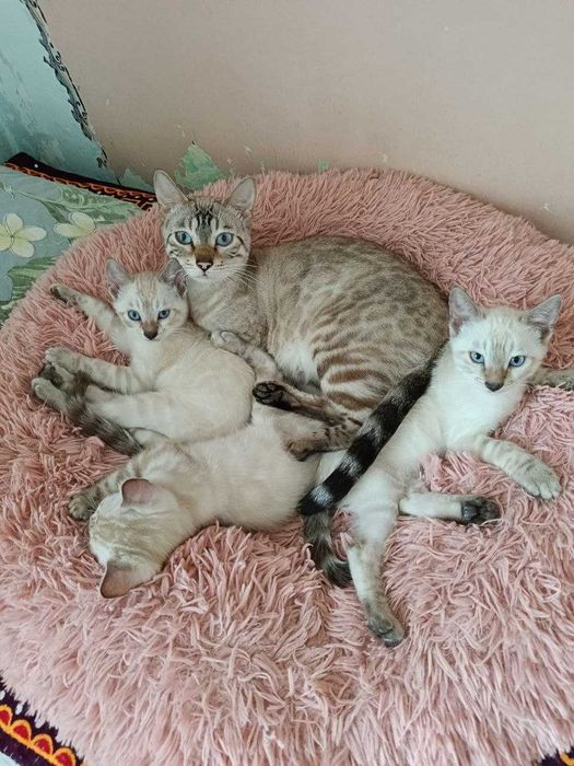 Бенгальские котята