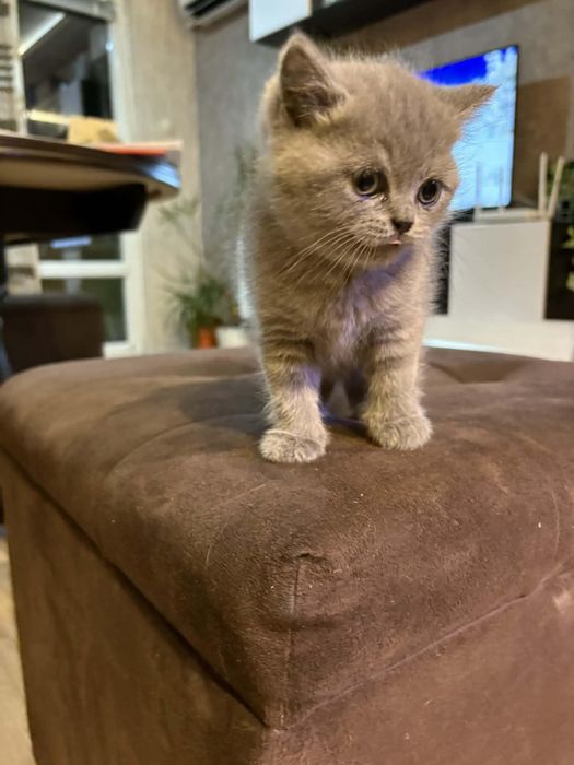 Британска късокосместа