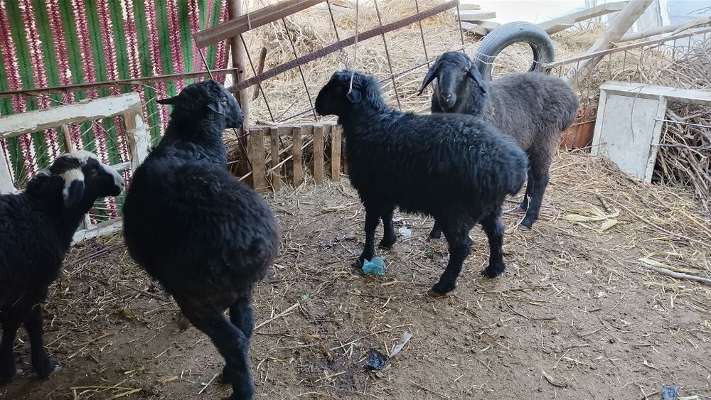 Tagal barralar qazoqi arabi duraga