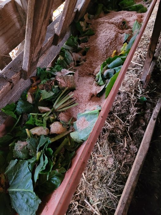 2   vitele superbe   de   6 luni  !!