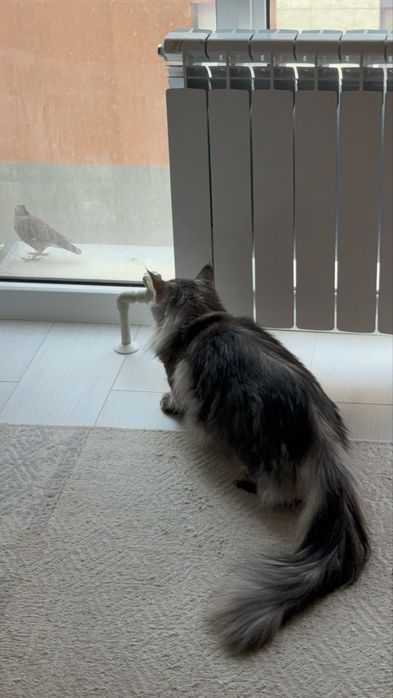 Мейн кун чистокровный