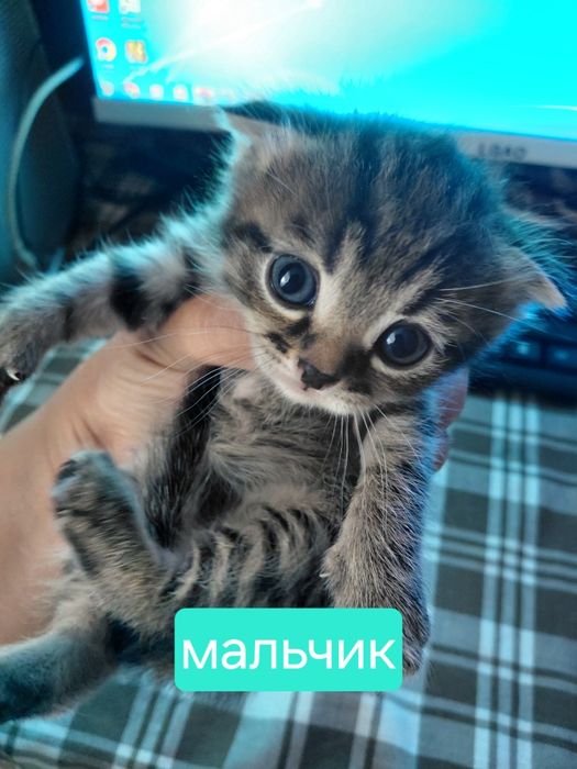 Отдам котят в хорошие реки