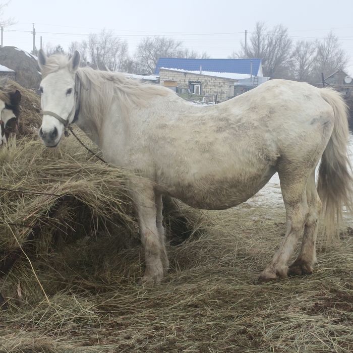 БИЕ сатамын 8 жаста
