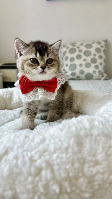 Fetita British Shorthair din Felisa Autorizata - Certificat pedigree