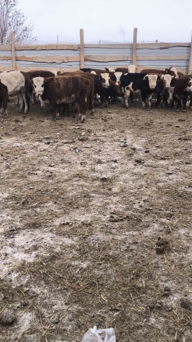 30 бас ұрғашы тайыншалар сатылады