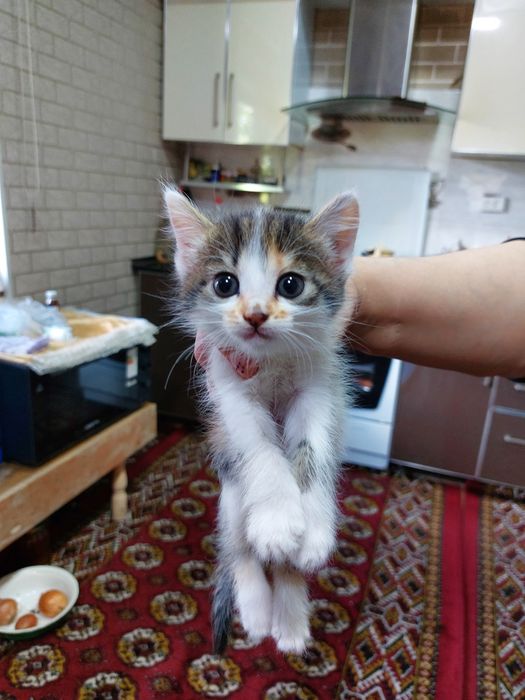 Домашние котята малегькие