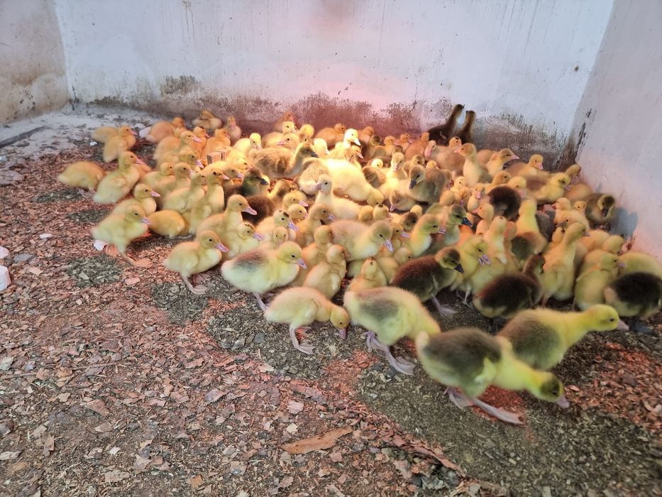 Гусята Серый крупный Линда