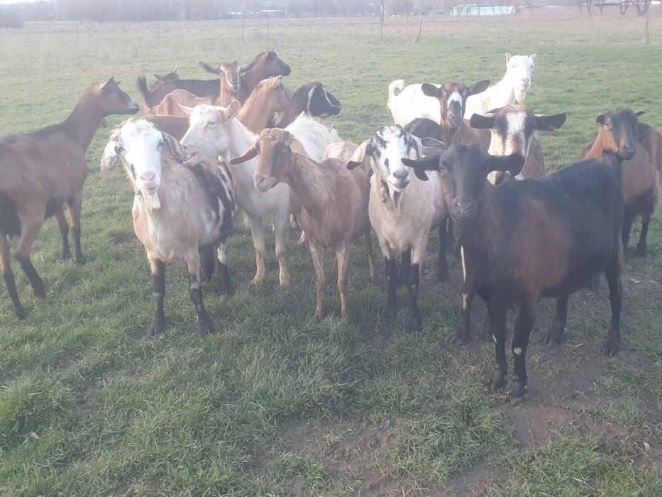 Vând 15 capre gestante