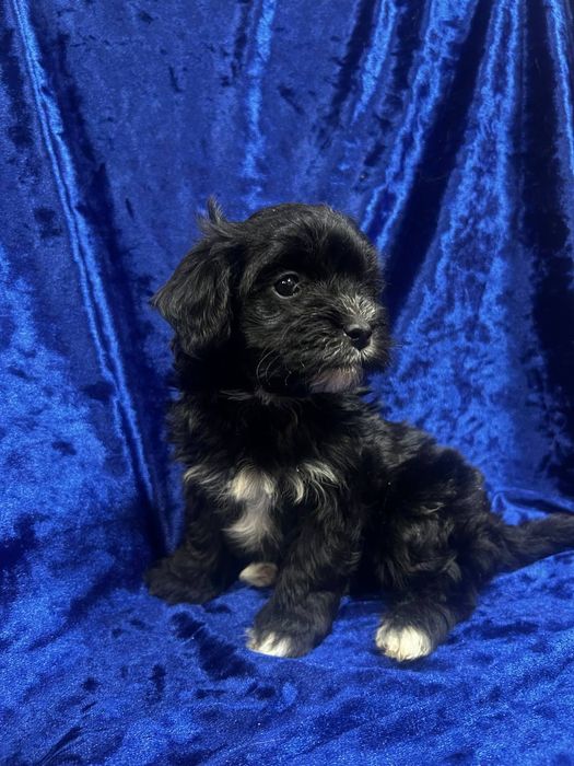 Мальтипу Ф1.щенки